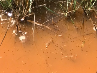 Thousands of salt marsh mosquito pupae!