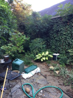 Backyard with a BGS trap