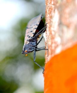 Spotted lanternfly feeding