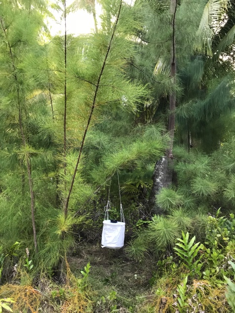 The traps are suspended above the ground to keep them away from rodents and to stop ants from stealing captured mosquitoes