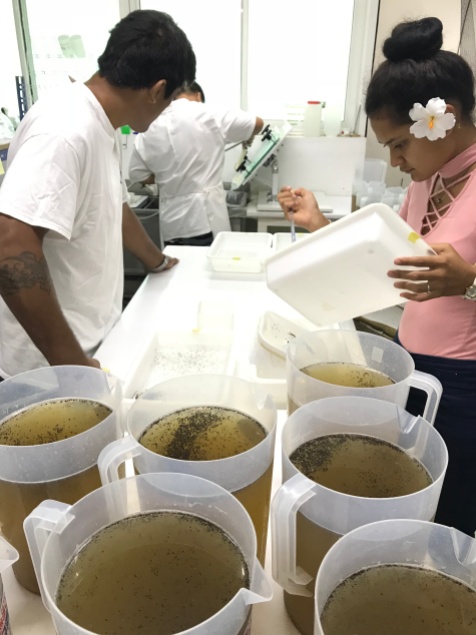 Buckets of Ae. polynesiensis pupae being sorted prior to release